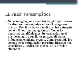 … División Parasimpática Neuronas gangliónicas en los ganglios periféricos localizados dentro o adyacentes a los órganos blanco.  Una fibra típica ganglional, hace sinapsis con 6 u 8 neuronas gangliónicas. Todas las neuronas gangliónicas están localizadas en el mismo ganglio y sus fibras postganglionares  influencían el mismo órgano. Como resultado los efectos de la estimulación parasimpática son más específicos y localizados que los de la división simpática 