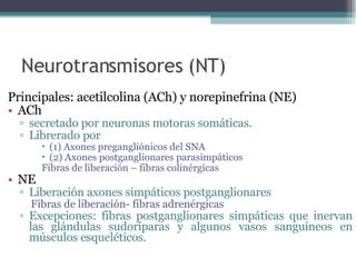 Neurotransmisores (NT) Principales: acetilcolina (ACh) y norepinefrina (NE) ACh  secretado por neuronas motoras somáticas.  Librerado por  (1) Axones pregangliónicos del SNA (2) Axones postganglionares parasimpáticos Fibras de liberación – fibras colinérgicas NE Liberación axones simpáticos postganglionares Fibras de liberación- fibras adrenérgicas Excepciones: fibras postganglionares simpáticas que inervan las glándulas sudoríparas y algunos vasos sanguíneos en músculos esqueléticos. 