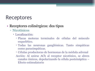 Receptores Receptores colinérgicos: dos tipos Nicotínicos Localización:  Placas motoras terminales de células del músculo esquelético. Todas las neuronas gangliónicas. Tanto simpáticas como parasimpáticas. Células productoras de hormonas de la médula adrenal Acción: Al unirse ACh al receptor nicotínico, se abren canales iónicos, depolarizando la célula postsináptica – Efecto estimulatorio 