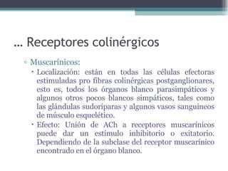 …  Receptores colinérgicos Muscarínicos:  Localización: están en todas las células efectoras estimuladas pro fibras colinérgicas postganglionares, esto es, todos los órganos blanco parasimpáticos y algunos otros pocos blancos simpáticos, tales como las glándulas sudoríparas y algunos vasos sanguíneos de músculo esquelético. Efecto: Unión de ACh a receptores muscarínicos puede dar un estímulo inhibitorio o exitatorio. Dependiendo de la subclase del receptor muscarínico encontrado en el órgano blanco. 