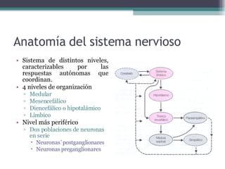 Anatomía del sistema nervioso Sistema de distintos niveles, caracterizables por las respuestas autónomas que coordinan. 4 niveles de organización Medular Mesencefálico Diencefálico o hipotalámico Límbico Nivel más periférico Dos poblaciones de neuronas en serie Neuronas`postganglionares Neuronas preganglionares 