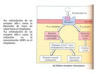 La estimulación de un receptor alfa-1 causa la liberación de iones de calcio hacia el citoplasma. La estimulación de un receptor alfa-2 causa la reducción en la concentración AMPc en el citoplasma. 