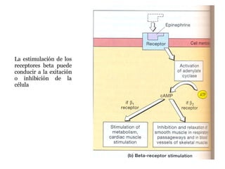 La estimulación de los receptores beta puede conducir a la exitación o inhibición de la célula  