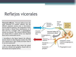 Reflejos vicerales Visceral reflexes.   Visceral reflexes have the same elements as somatic reflexes, but the efferent response occurs over a two-motor-neuron efferent pathway. The integration center may involve a dorsal horn interneuron, or it may just be a synapse with a preganglionic neuron (as shown). The visceral afferent fibers are found both in spinal nerves (as depicted here) and in autonomic nerves. Q  According to the figure legend, the afferent neuron shown in this diagram reaches the CNS via a spinal nerve. How would you know that if it was not mentioned? A  The visceral afferent fiber enters the spinal cord via a dorsal root ganglion, found only on the dorsal root of spinal nerves. 