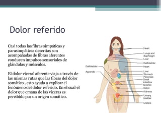 Dolor referido Casi todas las fibras simpáticas y  parasimpáticas descritas son acompañadas de fibras aferentes conducen impulsos sensoriales de glándulas y músculos. El dolor viceral aferente viaja a través de las mismas rutas que las fibras del dolor somático , esto ayuda a explicar el fenómeno del dolor referido. En el cual el dolor que emana de las víceras es percibido por un origen somático. 