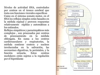 Niveles de actividad SNA, controlados por centros en el tronco cerebral que trata con funciones vicerales específicas Como en el sistema somato motor, en el SNA los reflejos simples están basados en la médula espinal y proveen respuestas relativamente  rápidas y automáticas a los estímulos. Reflejos simpáticos y parasimpáticos más complejos , son procesados por centros de procesamiento en la médula oblongata. En suma a los centros cardiovasculares y respiratorios, la médula contiene centros y nucleos involucrados en la salivación, las secresoines digestivas, la peristalsis, y la función urinaria. Estos centros medulares están sujetos a la regulación por el hipotálamo 