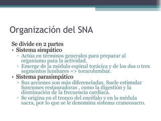 Organización del SNA Se divide en 2 partes Sistema simpático Actúa en términos generales para preparar al organismo para la actividad. Emerge de la médula espinal torácica y de los dos o tres segmentos lumbares => toracolumbar. Sistema parasimpático Sus acciones son más diferenciadas . Suele estimular funciones restauradoras , como la digestión y la disminución de la frecuencia cardíaca. Se origina en el tronco del encéfalo y en la médula sacra, por lo que se le denomina sistema craneosacro. 