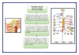 CONTROL NEURAL
DE EFECTORES
INVOLUNTARIOS
Los nervios motores del SNA inervan órganos
cuyas funciones por lo general no están bajo
control voluntario. Los efectores que muestran
respuesta a la regulación autonómica
comprenden músculo cardiaco, músculos lisos y
glándulas.
El sistema nervioso autónomo ayuda a regular las
actividades del músculo cardiaco, liso y de las
glándulas. En esta regulación, los impulsos se
conducen desde el SNC mediante un axón que
hace sinapsis con una segunda neurona del SNA.
Estos efectores forman parte de los órganos
viscerales y de vasos sanguíneos. Los efectos
involuntarios de la inervación por el SNA
contrastan con el control voluntario de los
músculos esqueléticos por medio de neuronas
motoras somáticas.
 