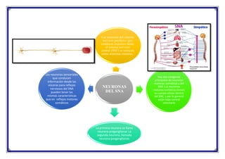 NEURONAS
DEL SNA
Las neuronas del sistema
nervioso periférico que
conducen impulsos desde
el sistema nervioso
central (SNC) se conocen
como neuronas motoras,.
Hay dos categorías
principales de neuronas
motoras: somáticas y del
SNA. Las neuronas
motoras somáticas tienen
su cuerpo celular dentro
del SNC, y por lo general
están bajo control
voluntario
La primera neurona se llama
neurona preganglionar. La
segunda neurona, llamada
neurona posganglionar,
Las neuronas sensoriales
que conducen
información desde las
vísceras para reflejos
nerviosos del SNA
pueden tener las
mismas características
que en reflejos motores
somáticos
 
