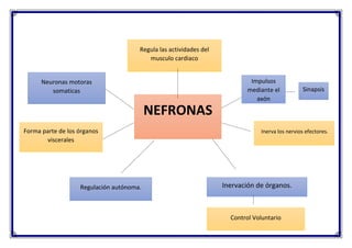Regula las actividades del
musculo cardiaco
NEFRONAS
Neuronas motoras
somaticas
Forma parte de los órganos
viscerales
Regulación autónoma. Inervación de órganos.
Control Voluntario
Impulsos
mediante el
axón
Sinapsis
Inerva los nervios efectores.
 
