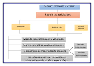 ORGANOS EFECTORES VISCERALES
Regula las actividades
Glándulas
Musculo Liso
Musculo
cardiaco
Músculo esquelético, control voluntario.
Neuronas somáticas, conducen impulsos.
El axón inerva de manera directa el órgano
efector.
Neuronas
Preganglionares
Neuronas
Posganglionares
Las cadenas sensoriales que conducen
información desde las vísceras parareflejos
 