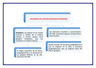 DIVISIONES DEL SISTEMA NERVIOSO AUTÓNOMO
Simpática: se originan en los niveles
torácico y lumbar de la médula
espinal, y envían axones hacia
ganglios simpáticos, que son
paralelos a la médula espinal.
el origen específico de las fibras
preganglionares y la ubicación de
los ganglios difieren en las dos
divisiones del SNA.
Las divisiones simpática y parasimpática
del SNA comparten algunas características
estructurales.
Ambas constan de neuronas preganglionares
que se originan en el SNC, y neuronas
posganglionares que se originan fuera del
SNC en ganglios.
 