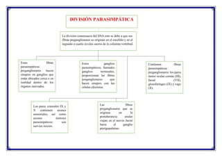 DIVISIÓN PARASIMPÁTICA
La división craneosacra del SNA esto se debe a que sus
fibras preganglionares se originan en el encéfalo y en el
segundo a cuarto niveles sacros de la columna vertebral.
Estas fibras
parasimpáticas
preganglionares hacen
sinapsis en ganglios que
están ubicados cerca o en
realidad dentro de los
órganos inervados.
Estos ganglios
parasimpáticos, llamados
ganglios terminales,
proporcionan las fibras
posganglionares que
hacen sinapsis con las
células efectoras.
Contienen fibras
parasimpáticas
preganglionares: los pares
motor ocular común (III),
facial (VII),
glosofaríngeo (IX) y vago
(X).
Los pares craneales IX y
X contienen axones
sensoriales, así como
axones motores
parasimpáticos: son
nervios mixtos.
Las fibras
preganglionares que se
originan en la
protuberancia anular
viajan en el nervio facial
hacia el ganglio
pterigopalatino
 