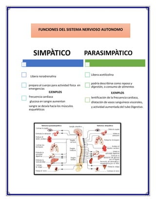SIMPÀTICO
prepara al cuerpo para actividad física en
emergencias
Libera noradrenalina
EJEMPLOS
frecuencia cardiaca
glucosa en sangre aumentan
sangre se desvía hacia los músculos
esqueléticos
PARASIMPÀTICO
Libera acetilcolina
podría describirse como reposo y
digestión, o consumo de alimentos
EJEMPLOS
lentificación de la frecuencia cardiaca,
dilatación de vasos sanguíneos viscerales,
y actividad aumentada del tubo Digestivo.
FUNCIONES DEL SISTEMA NERVIOSO AUTONOMO
 