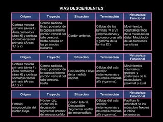 VIAS DESCENDENTES Origen Trayecto Situación Terminación Naturaleza Funcional Corteza motora primaria (área 4), Área premotora (área 6) y corteza somatosensorial primaria (Áreas 3,1 y 2). Corona radiada. Brazo posterior de la cápsula interna porción ventral del tallo cerebral, hasta decusa en las piramides bulbares. Cordón anterior. Células de las laminas IV a VII (ínterneuronas y motoneuronas alfa y gamma de la lamina IX). Movimientos voluntarios finos de la musculatura distal. Modulación de las funciones sensitivas Origen Trayecto Situación Terminación Naturaleza Funcional Corteza motora primaria (área 4), Área premotora (área 6) y corteza somatosensorial primaria (Áreas 3,1 y 2). Corona radiada. Brazo posterior de la cápsula interna porción ventral del tallo cerebral, hasta   Decusación a nivel de la medula espinal. Células del asta anterior (ínterneuronas y neuronas motoras alfa y gamma).   Movimientos voluntarios gruesos y posturales de la musculatura proximal y axial Origen Trayecto Situación Terminación Naturaleza Funcional Porción magnocelular del núcleo Rojo. Núcleo rojo, cruzan en la decusación tegmental anterior del mescencefalo. Cordón lateral.  Decusación Tegmental ventral del mesencéfalo. Células del asta anterior (ínterneuronas y neuronas motoras alfa y gamma). Facilitan la actividad de los músculos flexores e inhibe extensores. 