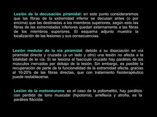 Lesión de la decusación piramidal:  en este punto consideraremos que las fibras de la extremidad inferior se decusan antes (o por encima) que las destinadas a los miembros superiores, según esto las fibras de las extremidades inferiores quedan externamente a las fibras de los miembros superiores. El esquema adjunto muestra la localización de las lesiones y sus consecuencias. Lesión medular de la vía piramidal :  debido a su disociación en vía piramidal directa y cruzada (a un lado y otro) una lesión no afecta a la totalidad de la vía. Si se lesiona el fascículo cruzado hay parálisis de los músculos inervados por debajo de la lesión. Sin embargo, es posible la recuperación de parte de la funcionalidad de la extremidad afecta, gracias al 10-20% de las fibras directas, que con tratamiento fisioterapéutico puede restablecerse. Lesión de la motoneurona :  es el caso de la poliomelitis, hay parálisis con pérdida de tono muscular (hipotonía), arreflexía y atrofia, es la parálisis fláccida. 