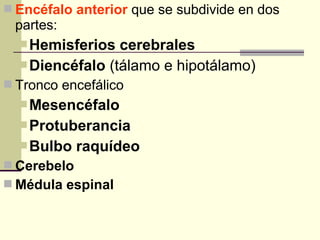  Encéfalo anterior que se subdivide en dos
partes:
Hemisferios cerebrales
Diencéfalo (tálamo e hipotálamo)
 Tronco encefálico
Mesencéfalo
Protuberancia
Bulbo raquídeo
 Cerebelo
 Médula espinal
 