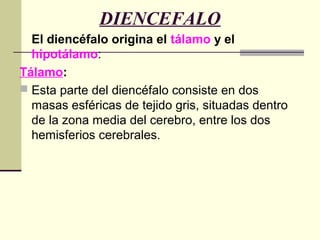 DIENCEFALO
El diencéfalo origina el tálamo y el
hipotálamo:
Tálamo:
 Esta parte del diencéfalo consiste en dos
masas esféricas de tejido gris, situadas dentro
de la zona media del cerebro, entre los dos
hemisferios cerebrales.
 