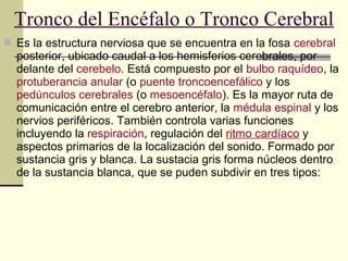  Es la estructura nerviosa que se encuentra en la fosa cerebral
posterior, ubicado caudal a los hemisferios cerebrales, por
delante del cerebelo. Está compuesto por el bulbo raquídeo, la
protuberancia anular (o puente troncoencefálico y los
pedúnculos cerebrales (o mesoencéfalo). Es la mayor ruta de
comunicación entre el cerebro anterior, la médula espinal y los
nervios periféricos. También controla varias funciones
incluyendo la respiración, regulación del ritmo cardíaco y
aspectos primarios de la localización del sonido. Formado por
sustancia gris y blanca. La sustacia gris forma núcleos dentro
de la sustancia blanca, que se puden subdivir en tres tipos:
Tronco del Encéfalo o Tronco Cerebral
 