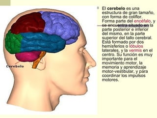  El cerebelo es una
estructura de gran tamaño,
con forma de coliflor.
Forma parte del encéfalo, y
se encuentra situado en la
parte posterior e inferior
del mismo, en la parte
superior del tallo cerebral.
Está formado por dos
hemisferios o lóbulos
laterales, y la vermis en el
centro. Su función es muy
importante para el
movimiento motor, la
memoria y aprendizaje
motor-vestibular, y para
coordinar los impulsos
motores.
 