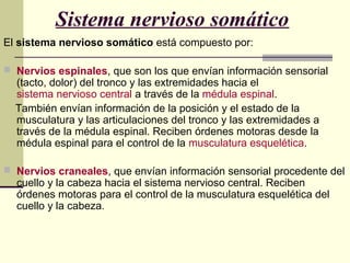 Sistema nervioso somático
El sistema nervioso somático está compuesto por:
 Nervios espinales, que son los que envían información sensorial
(tacto, dolor) del tronco y las extremidades hacia el
sistema nervioso central a través de la médula espinal.
También envían información de la posición y el estado de la
musculatura y las articulaciones del tronco y las extremidades a
través de la médula espinal. Reciben órdenes motoras desde la
médula espinal para el control de la musculatura esquelética.
 Nervios craneales, que envían información sensorial procedente del
cuello y la cabeza hacia el sistema nervioso central. Reciben
órdenes motoras para el control de la musculatura esquelética del
cuello y la cabeza.
 