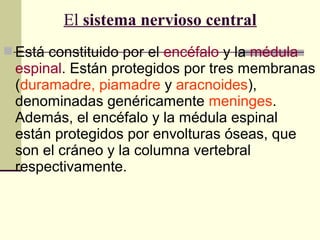 Está constituido por el encéfalo y la médula
espinal. Están protegidos por tres membranas
(duramadre, piamadre y aracnoides),
denominadas genéricamente meninges.
Además, el encéfalo y la médula espinal
están protegidos por envolturas óseas, que
son el cráneo y la columna vertebral
respectivamente.
El sistema nervioso central
 