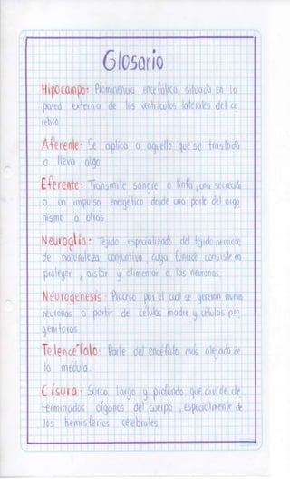 Sistema nervioso-central