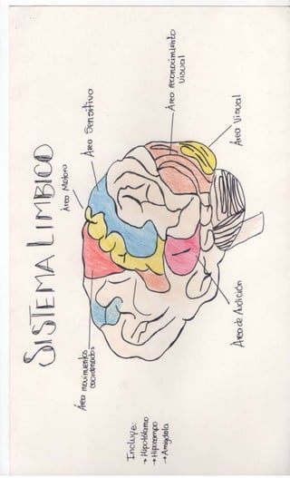 Sistema nervioso-central