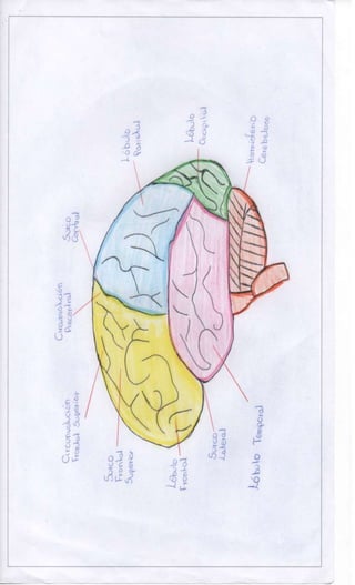 Sistema nervioso-central