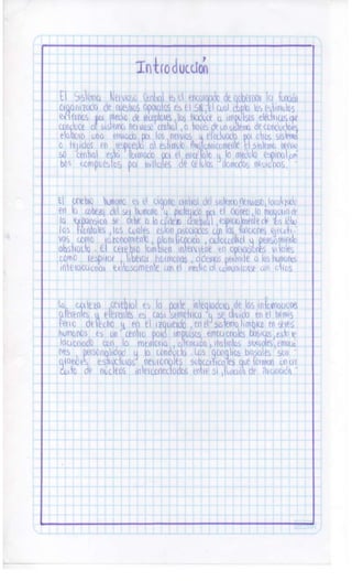 Sistema nervioso-central