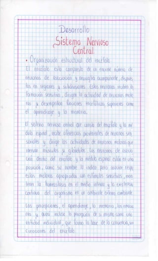 Sistema nervioso-central