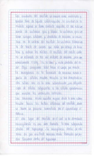 Sistema nervioso-central