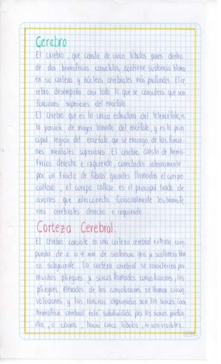 Sistema nervioso-central