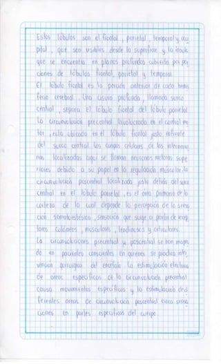 Sistema nervioso-central