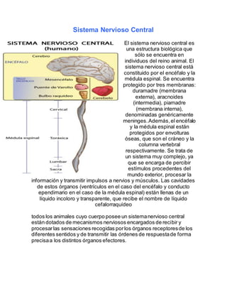 Sistema Nervioso Central
El sistema nervioso central es
una estructura biológica que
sólo se encuentra en
individuos del reino animal. El
sistema nervioso central está
constituido por el encéfalo y la
médula espinal. Se encuentra
protegido por tres membranas:
duramadre (membrana
externa), aracnoides
(intermedia), piamadre
(membrana interna),
denominadas genéricamente
meninges.Además,el encéfalo
y la médula espinal están
protegidos por envolturas
óseas, que son el cráneo y la
columna vertebral
respectivamente. Se trata de
un sistema muy complejo, ya
que se encarga de percibir
estímulos procedentes del
mundo exterior, procesar la
información y transmitir impulsos a nervios y músculos. Las cavidades
de estos órganos (ventrículos en el caso del encéfalo y conducto
ependimario en el caso de la médula espinal) están llenas de un
líquido incoloro y transparente, que recibe el nombre de líquido
cefalorraquídeo
todos los animales cuyo cuerpo posee un sistemanervioso central
están dotados de mecanismos nerviosos encargados de recibir y
procesarlas sensaciones recogidas porlos órganos receptoresde los
diferentes sentidos y de transmitir las órdenes de respuestade forma
precisaa los distintos órganos efectores.
 