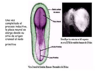Una vez completado el proceso inductivo, la placa neural se alarga desde su sitio de origen craneal al nodo primitivo   