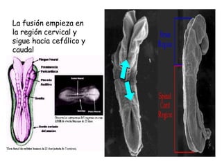 La fusión empieza en la región cervical y sigue hacia cefálico y caudal   
