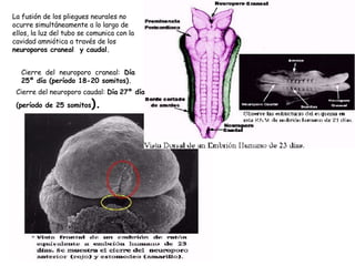 La fusión de los pliegues neurales no ocurre simultáneamente a lo largo de ellos, la luz del tubo se comunica con la cavidad amniótica a través de los  neuroporos craneal  y caudal.  Cierre del neuroporo craneal:  Día 25º día (período 18-20 somitos).  Cierre del neuroporo caudal:  Día   27º día (período de 25 somitos ).   