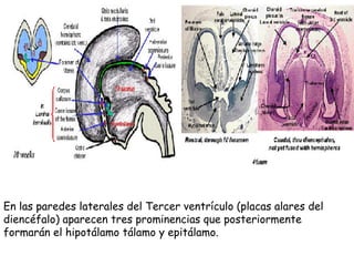 En las paredes laterales del Tercer ventrículo (placas alares del diencéfalo) aparecen tres prominencias que posteriormente formarán el hipotálamo tálamo y epitálamo.  