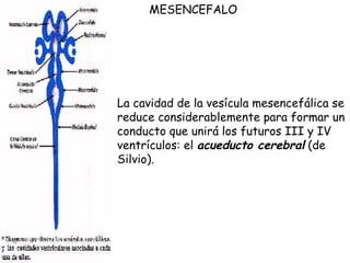 La cavidad de la vesícula mesencefálica se reduce considerablemente para formar un conducto que unirá los futuros III y IV ventrículos: el  acueducto cerebral  (de Silvio).  MESENCEFALO   
