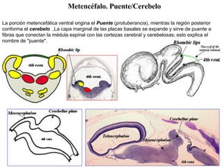 Metencéfalo. Puente/Cerebelo La porción metencefálica ventral origina el  Puente  ( protuberancia ), mientras la región posterior conforma el  cerebelo  . La capa marginal de las placas basales se expande y sirve de puente a fibras que conectan la médula espinal con las cortezas cerebral y cerebelosas; esto explica el nombre de "puente". 