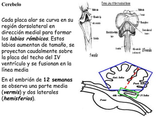 Cada placa alar se curva en su región dorsolateral en dirección medial para formar los  labios rómbicos . Estos labios aumentan de tamaño, se proyectan caudalmente sobre la placa del techo del IV ventrículo y se fusionan en la línea media   Cerebelo En el embrión de  12 semanas  se observa una parte media ( vermis ) y dos laterales ( hemisferios ).  
