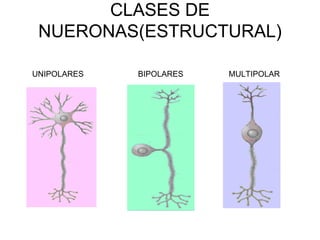 CLASES DE NUERONAS(ESTRUCTURAL) UNIPOLARES BIPOLARES MULTIPOLAR 