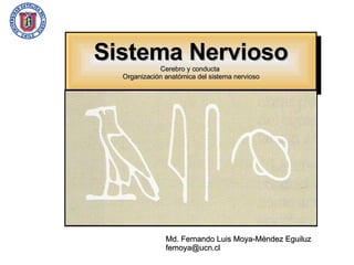 Md. Fernando Luis Moya-Méndez Eguiluz [email_address]   Sistema Nervioso Cerebro y conducta  Organización anatómica del sistema nervioso 
