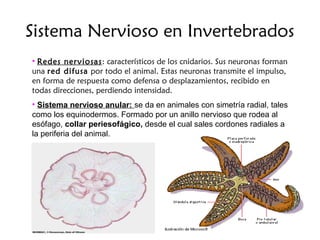 Sistema Nervioso en Invertebrados
• Redes nerviosas: característicos de los cnidarios. Sus neuronas forman
una red difusa por todo el animal. Estas neuronas transmite el impulso,
en forma de respuesta como defensa o desplazamientos, recibido en
todas direcciones, perdiendo intensidad.
• Sistema nervioso anular: se da en animales con simetría radial, tales
como los equinodermos. Formado por un anillo nervioso que rodea al
esófago, collar periesofágico, desde el cual sales cordones radiales a
la periferia del animal.
 