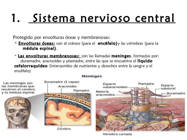 El análisis en los helmintos a los adultos