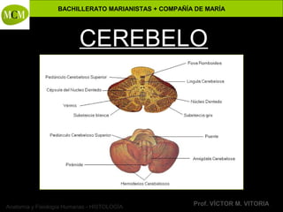 BACHILLERATO MARIANISTAS + COMPAÑÍA DE MARÍA
Prof. VÍCTOR M. VITORIAAnatomía y Fisiología Humanas - HISTOLOGÍA
CEREBELO
 