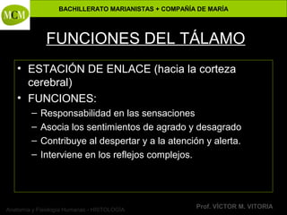 BACHILLERATO MARIANISTAS + COMPAÑÍA DE MARÍA
Prof. VÍCTOR M. VITORIAAnatomía y Fisiología Humanas - HISTOLOGÍA
FUNCIONES DEL TÁLAMO
• ESTACIÓN DE ENLACE (hacia la corteza
cerebral)
• FUNCIONES:
– Responsabilidad en las sensaciones
– Asocia los sentimientos de agrado y desagrado
– Contribuye al despertar y a la atención y alerta.
– Interviene en los reflejos complejos.
 