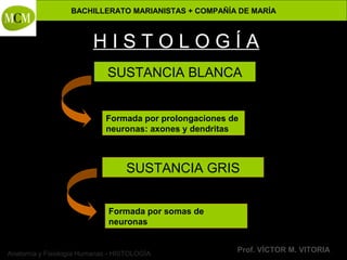 BACHILLERATO MARIANISTAS + COMPAÑÍA DE MARÍA
Prof. VÍCTOR M. VITORIAAnatomía y Fisiología Humanas - HISTOLOGÍA
H I S T O L O G Í A
SUSTANCIA BLANCA
Formada por prolongaciones de
neuronas: axones y dendritas
SUSTANCIA GRIS
Formada por somas de
neuronas
 