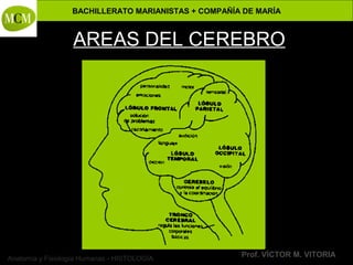 BACHILLERATO MARIANISTAS + COMPAÑÍA DE MARÍA
Prof. VÍCTOR M. VITORIAAnatomía y Fisiología Humanas - HISTOLOGÍA
AREAS DEL CEREBRO
 